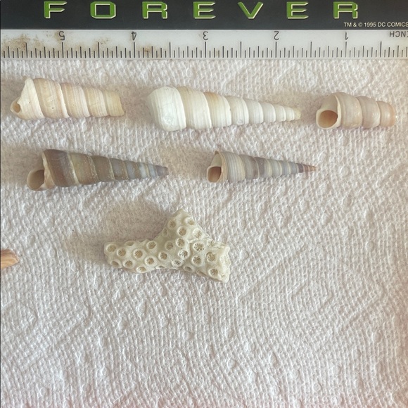 Assorted Seashell Collection - Picture 4 of 10